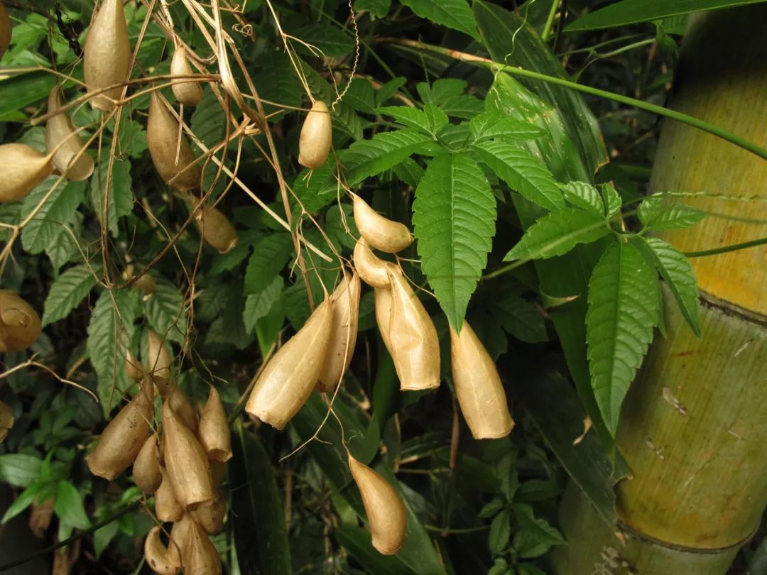 珍稀药用植物马铜铃宁波首次发现