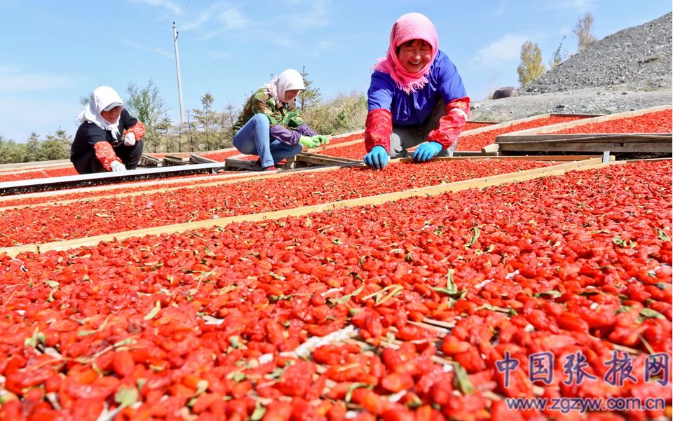 在甘肃杞瑞源农业科技发展有限公司创建的有机枸杞种植示范基地带动下