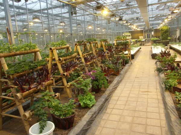 原创节省温室大棚立体种植新花样高架育苗立体种植既有逼格还实用