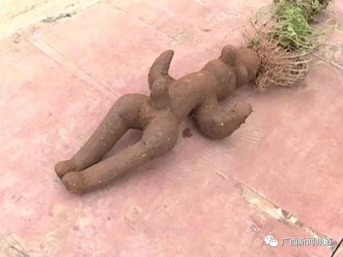 柳州市民挖出特大人形何首乌网友细节太逼真