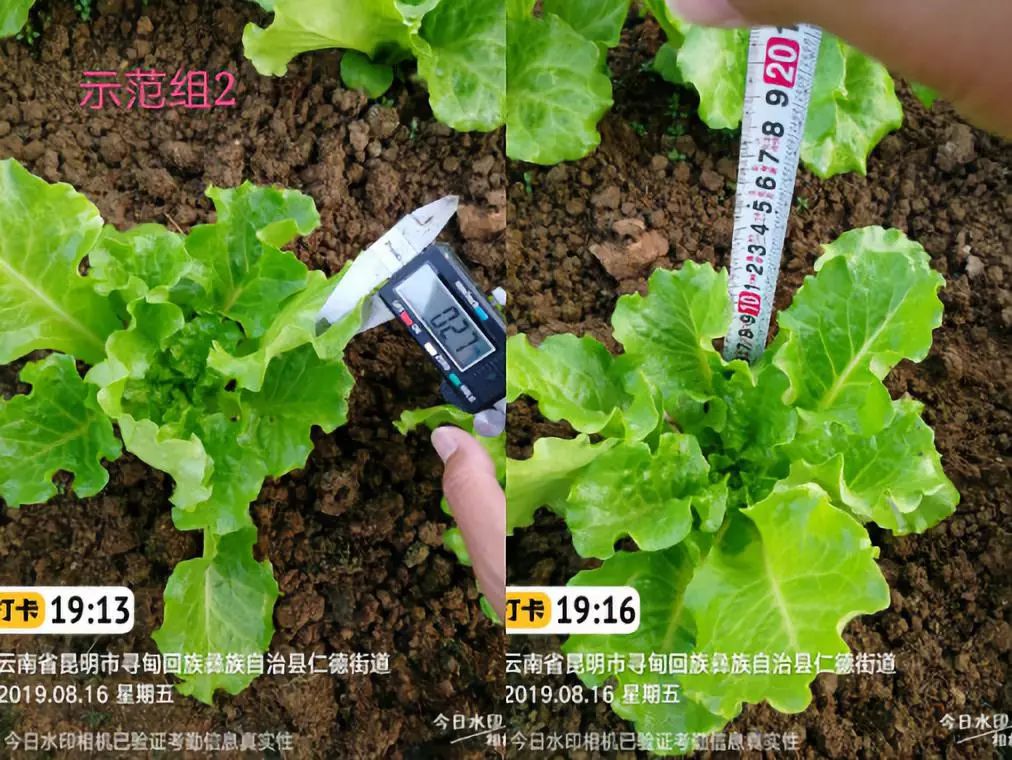 别人家的生菜亩产竟然4000kg论高产的正确打开方式