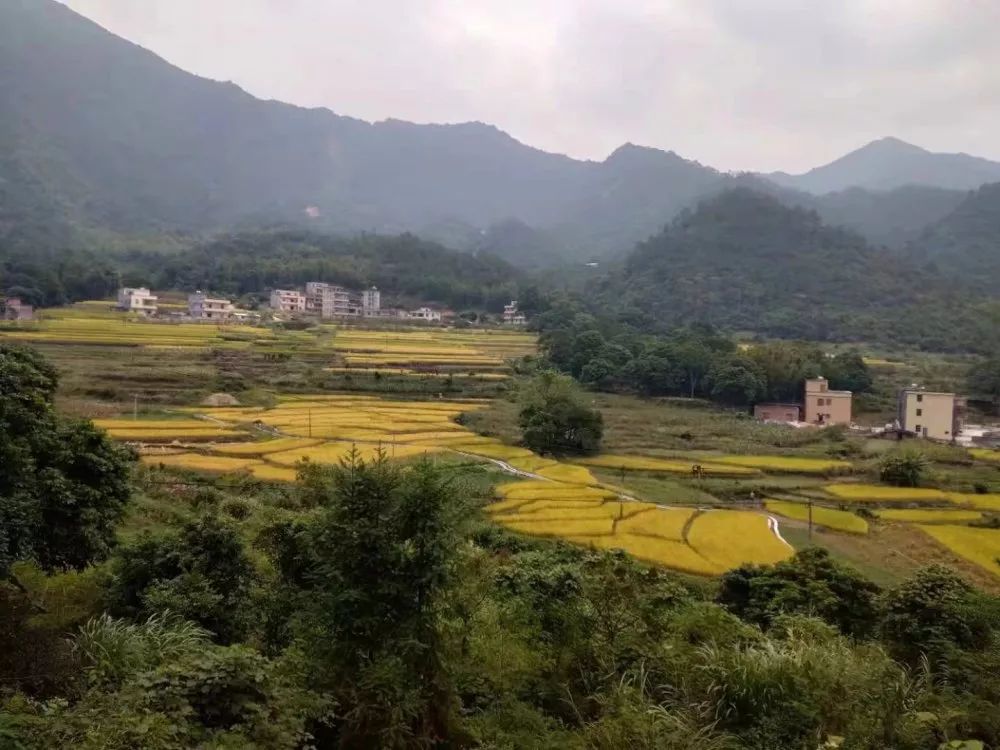 茂名信宜贵子镇图片