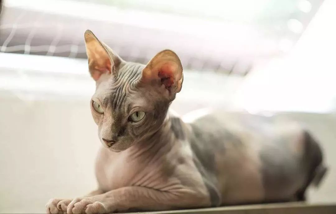 不会掉毛的无毛猫,你能欣赏它的美吗?