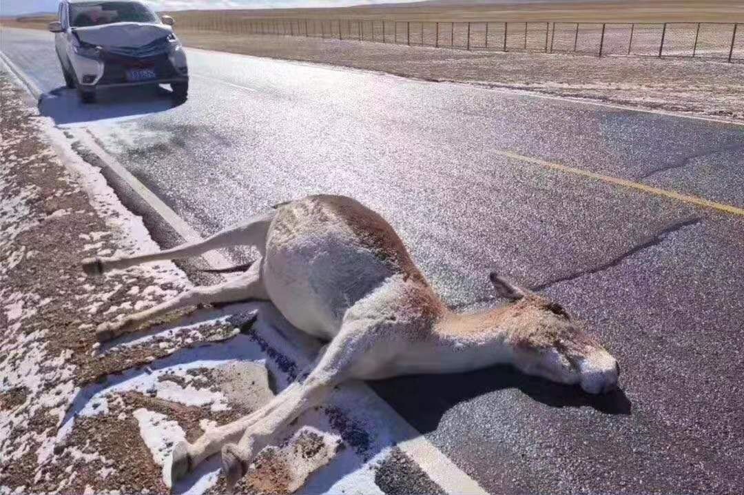 无人区不小心撞了保护动物怎么办肇事车主罚了35万