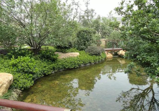 住宅小区中庭景观水系,水池周边亲水绿地地被,色块采用了鸢尾,毛杜鹃