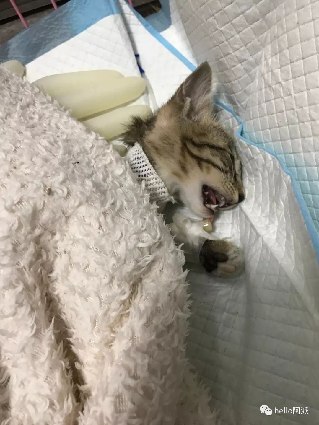 含泪吃东西的重伤猫你一定想多看看这个世界