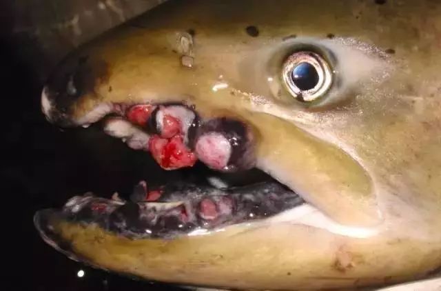 核辐射全球蔓延,或引起人类变异(附核电考点)