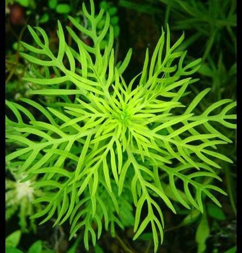 组图生活中30大最漂亮好养的水族造景水草排行榜