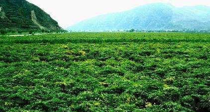 唐朝太医署:世界最早的医学院,太医月考,设有咒禁一科