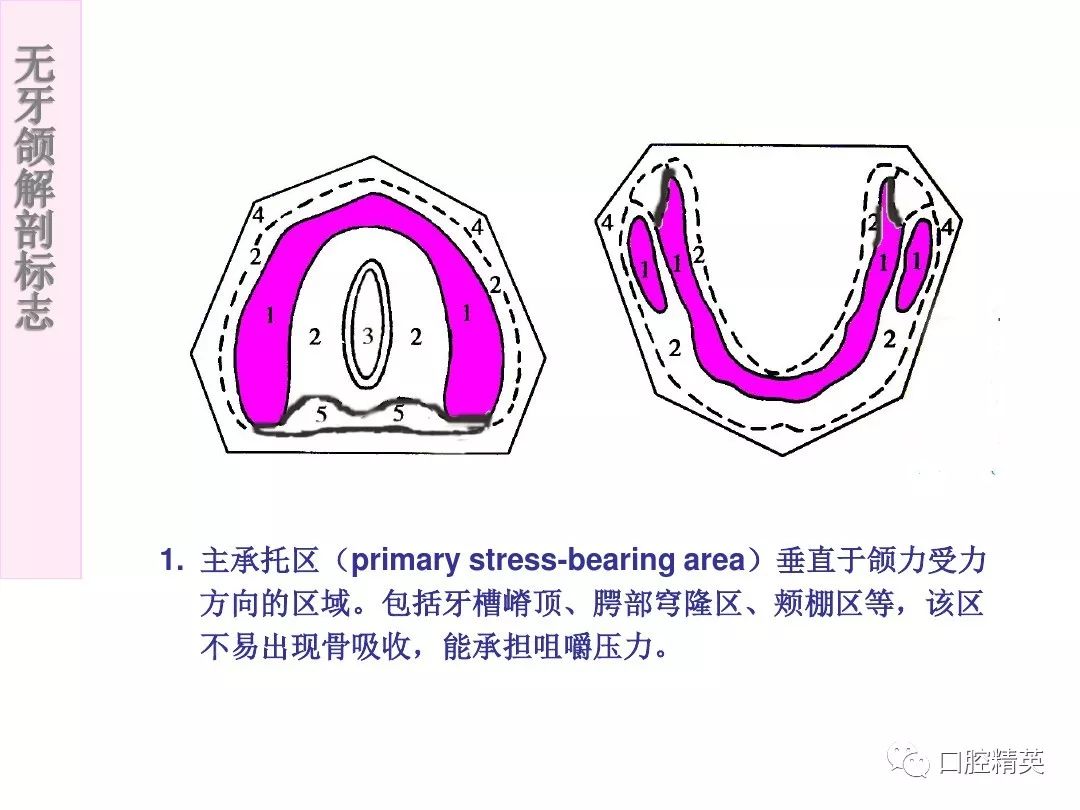 無牙頜解剖標誌