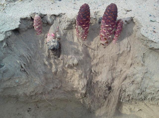 沙漠人参是人参吗和人参有什么关系