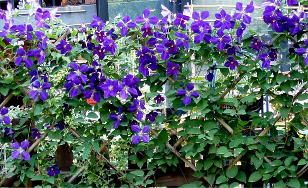 铁线莲花香淡雅,花色丰富,来看看它的扦插繁殖及管理方法吧