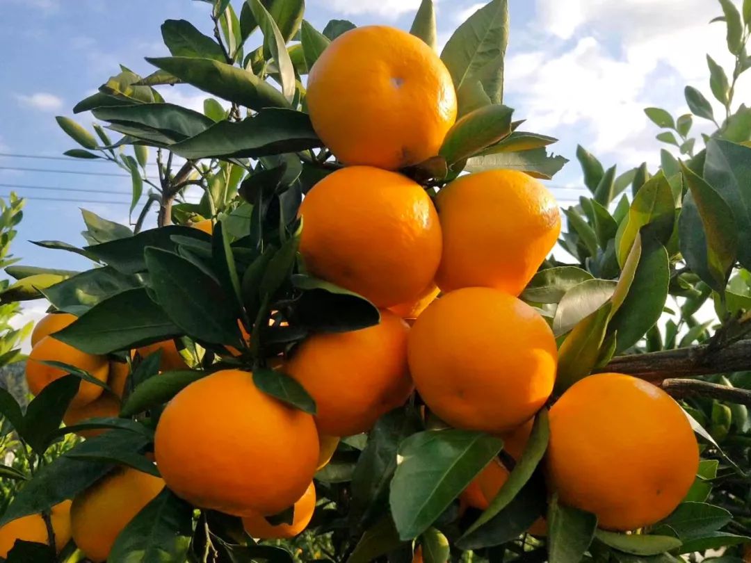 三圣游子胡志辉,自编自唱歌曲"橘子熟了"致敬家乡情怀