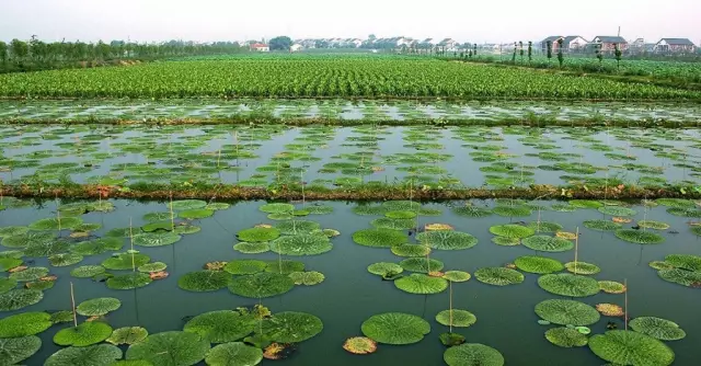 苏州水八仙生态园图片