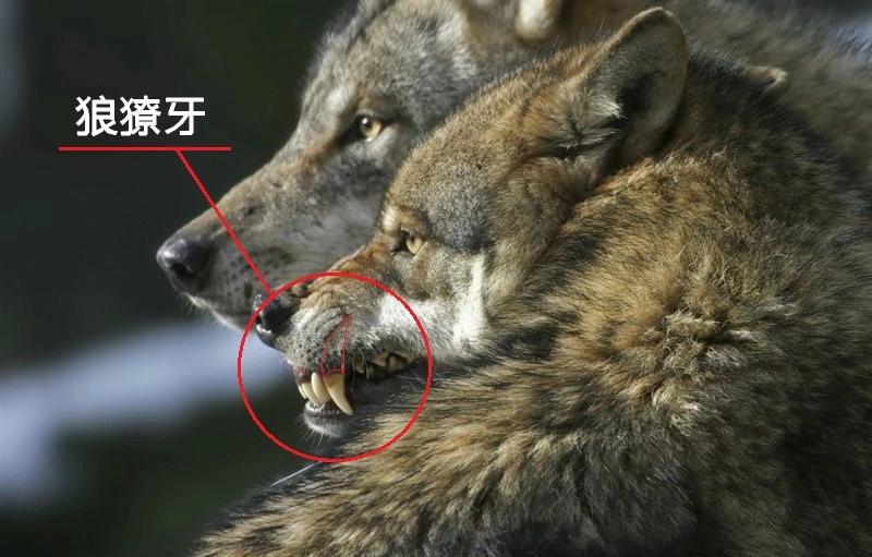 戴着狗牙横着走?