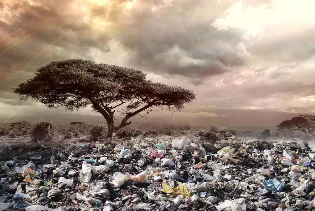 67海洋污染导致珊瑚大面积减产这种宝石真的要消失了吗