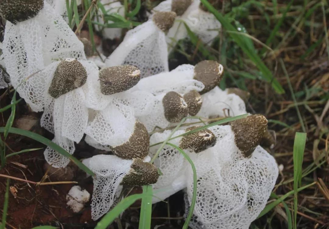 是竹荪的生长绝佳之地这里光照充足,土壤疏松,通气性好大棚搭在半山坡