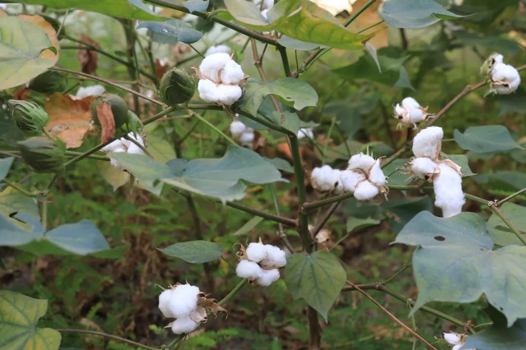 女红的复兴霜降日我们相约德胜东村幼儿园里的棉田采棉啦