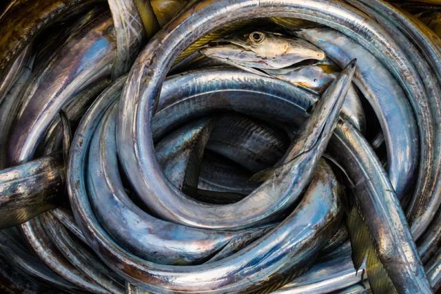 还吃,日本鳗鱼都快死绝了_白鳝