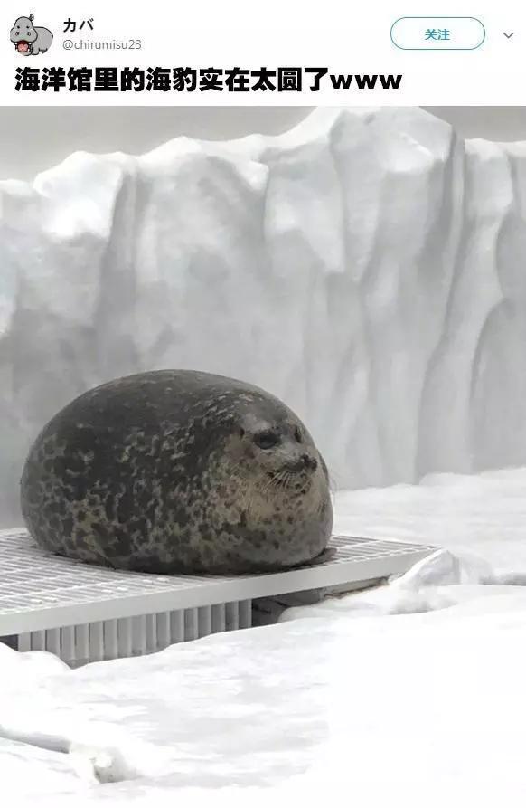 日本大阪海洋馆!出现了一只酷爱洗头的小海豹一脸享受也太可爱了吧!