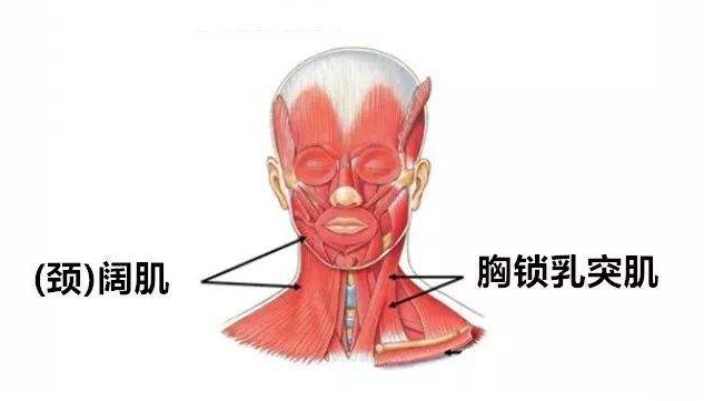 年輕時,面部提肌和頸闊肌保持在一種相對平衡的狀態.