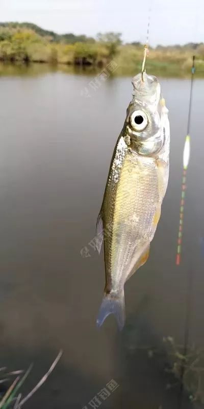 忙里偷闲去钓鱼,白条连竿惹人烦,可咋办啊?