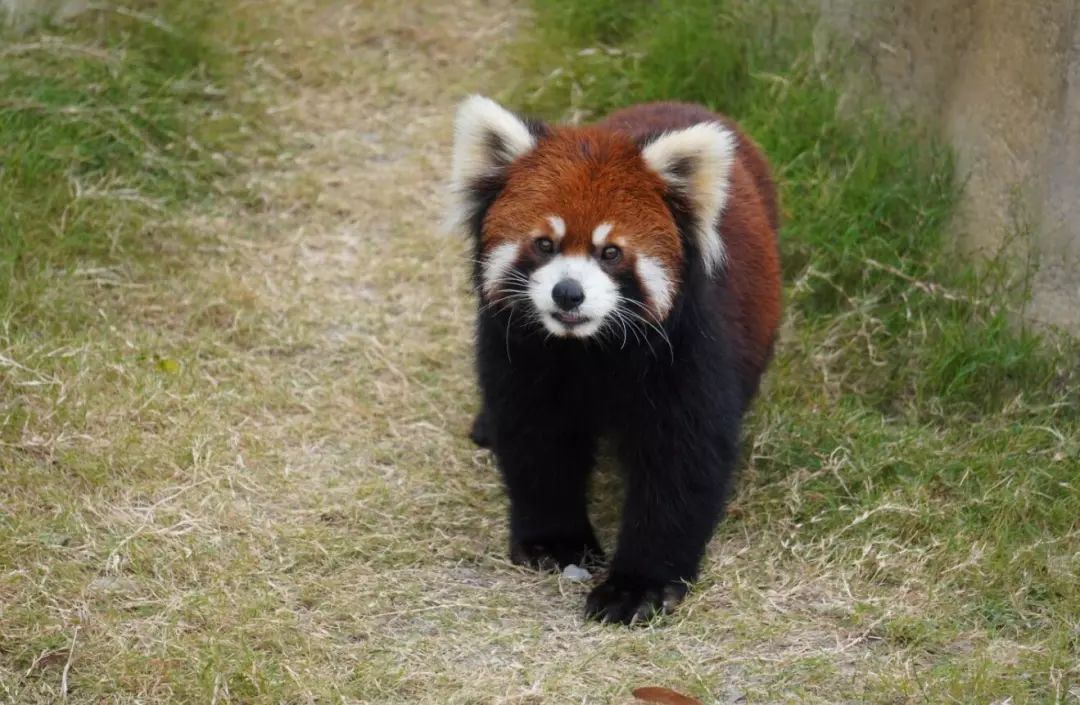 南京野生动物王国有机会免费玩啦!只要.