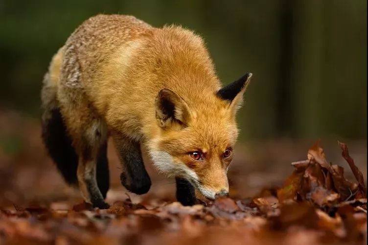 感谢自然的赐予.以祭天报本,豺狼开始大量捕获猎物,一候:豺乃祭兽.