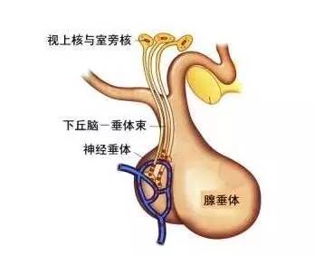 被稱為下丘腦,向下連接的一個上窄下寬的柄狀結構,叫做腦垂體