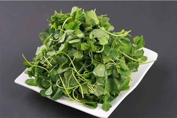 多用途作物品种——秧草