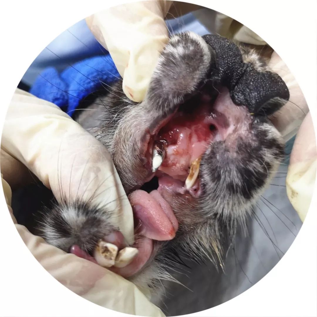 真奢侈袋鼠抢先种牙了