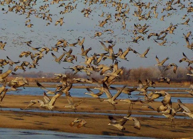 佳作欣赏太震憾了50张动物大迁徙照片