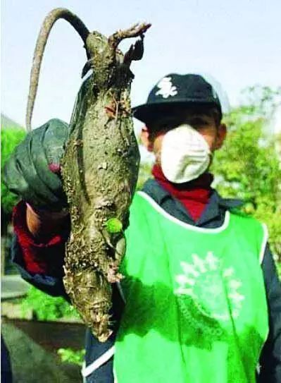 子航核电站人长什么样图片