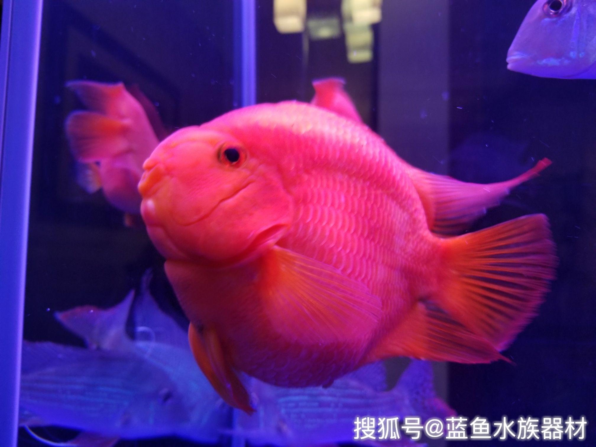 鸚鵡魚常見疾病及治療