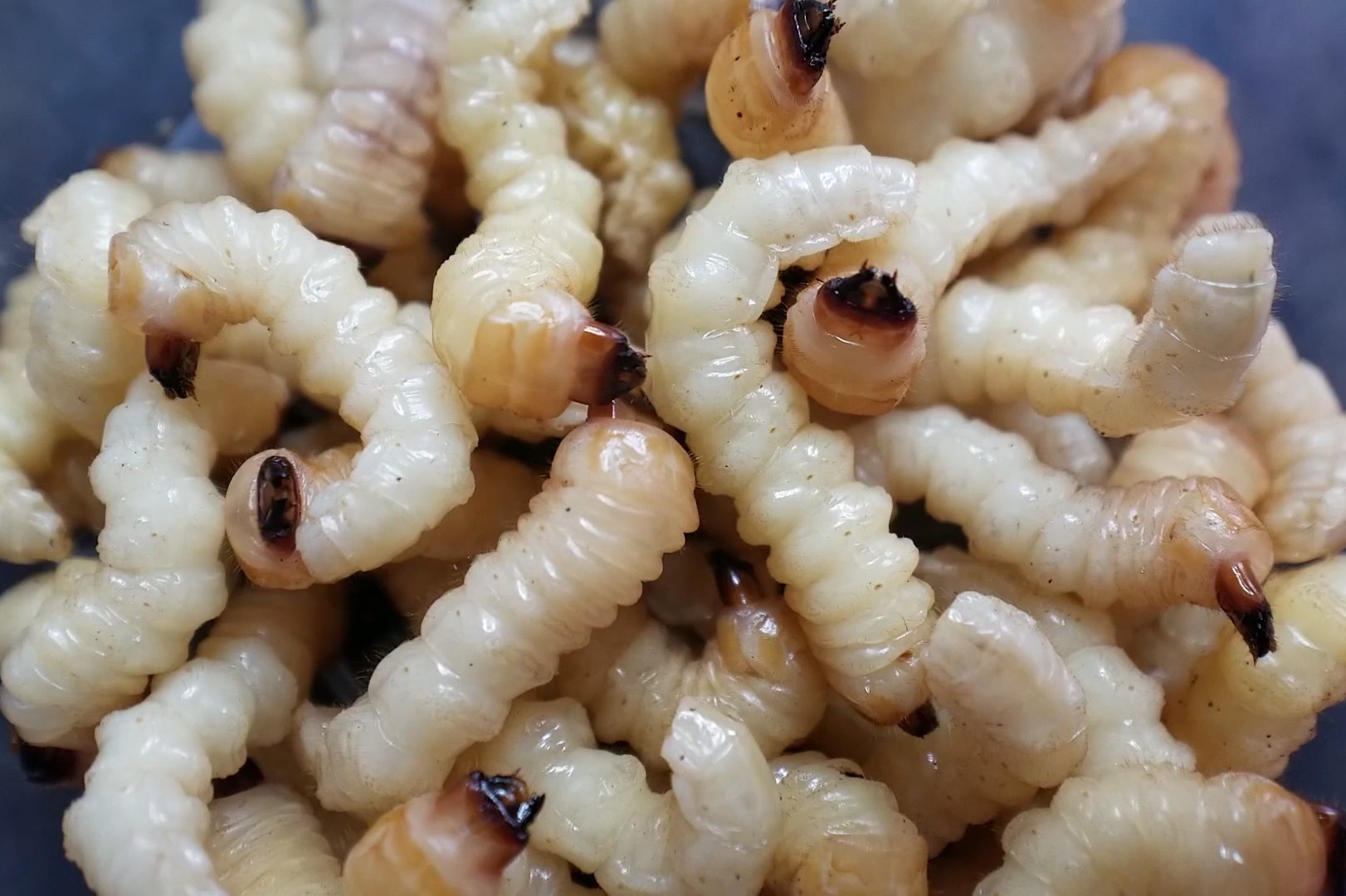 花50元买了50只虫子,这是给鸟吃的,今天咱们油炸一下尝尝味道!