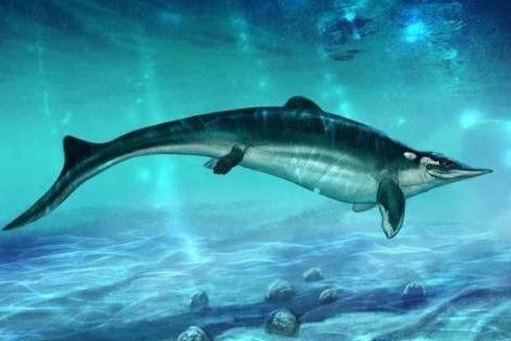 这种动物体形和鱼一样,却是爬行动物,生殖方式既是卵生也是胎生_鱼龙