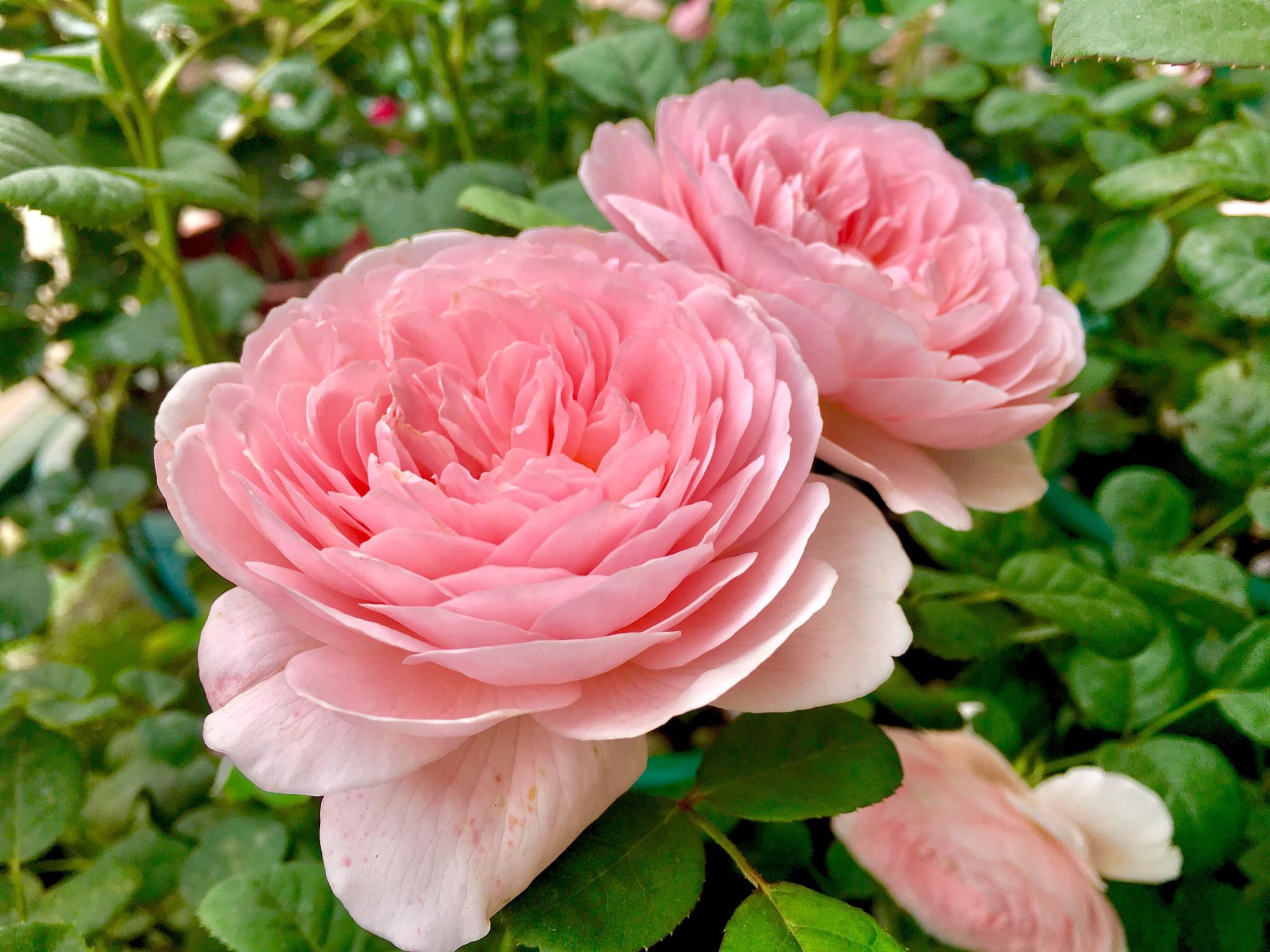 原创适合种在花盆里的"几种花",观赏价值高,好养又好看,谁都喜欢