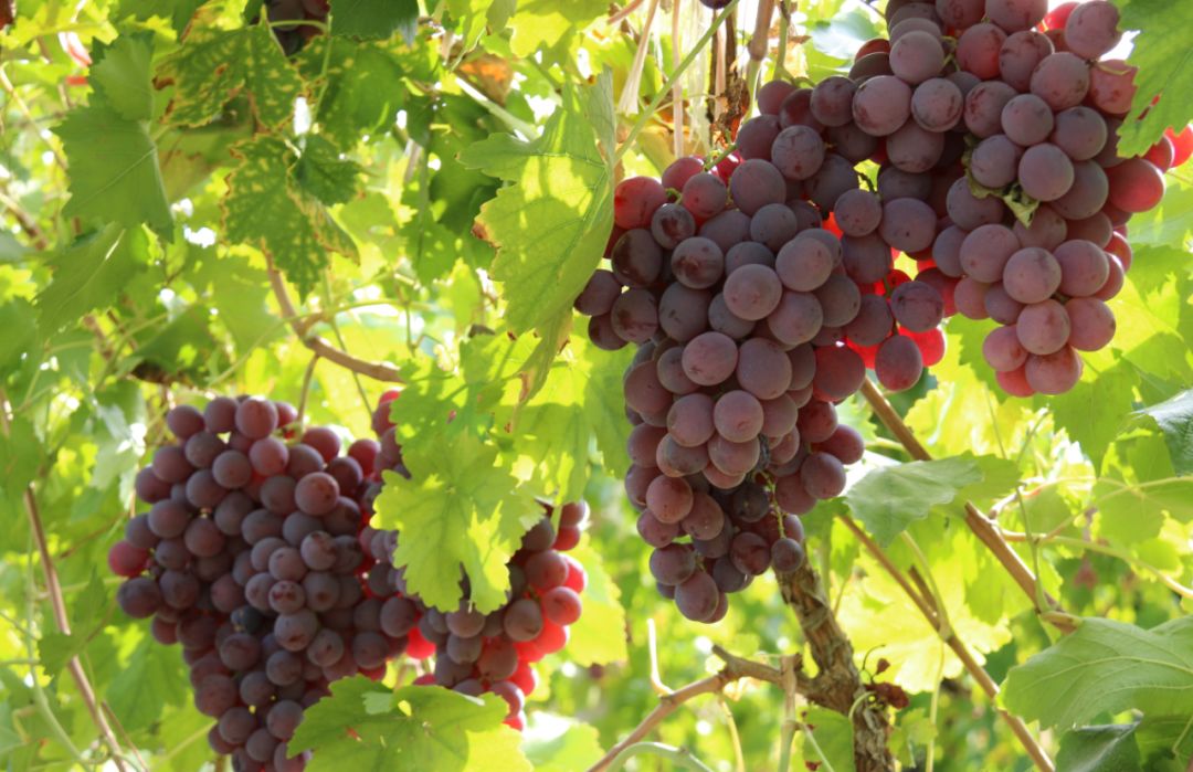 2019慧尔丰收故事纯沙漠地收获高品质葡萄退休干部一跃成为葡萄种植