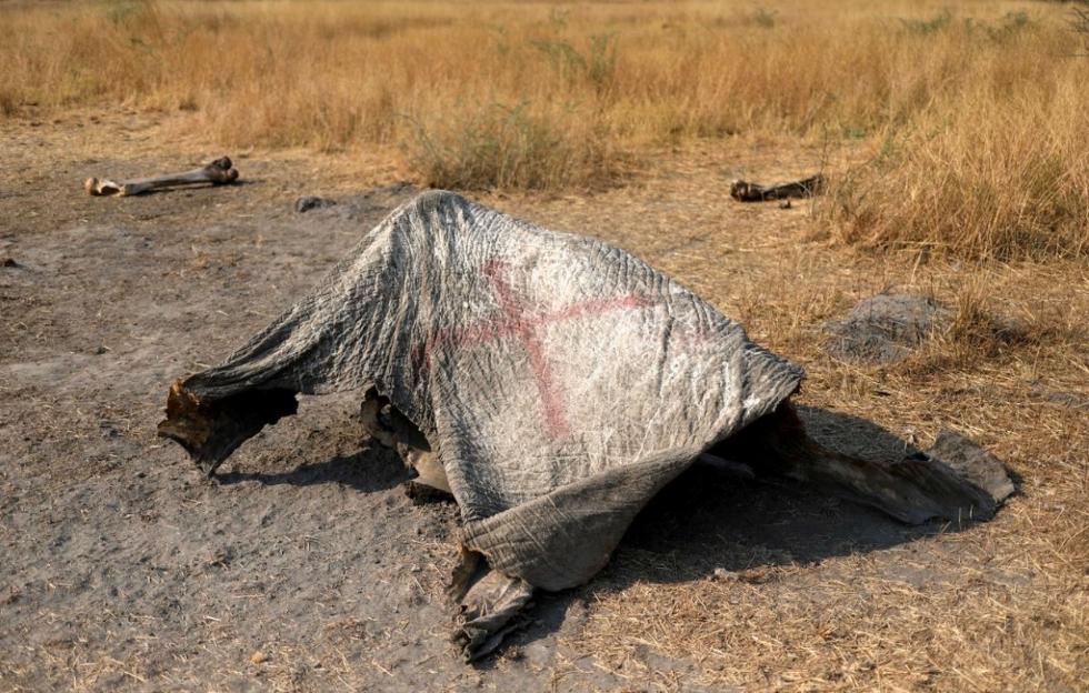 博茨瓦纳疑似爆发炭疽病超百头大象死亡