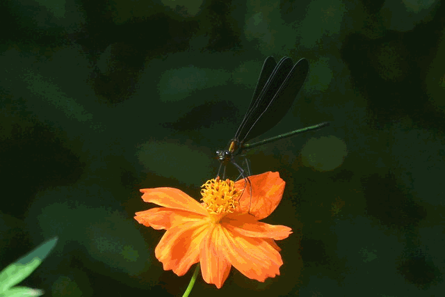 640_427gif 动态图 动图