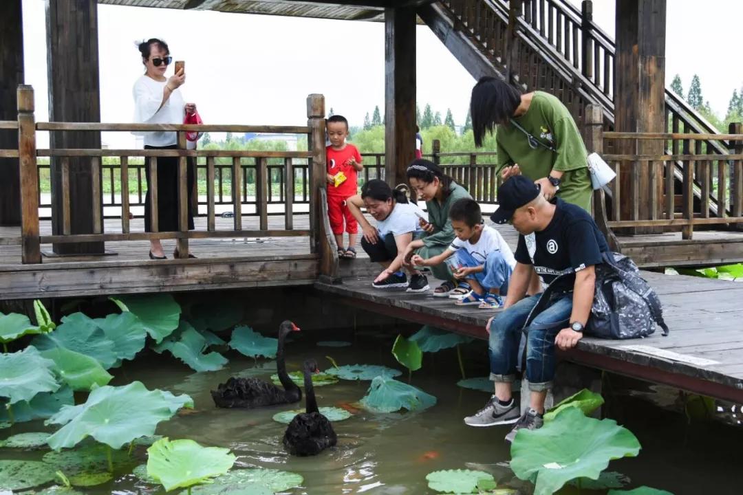 臺兒莊雙龍湖觀鳥園古城後花園生態溼地百鳥天堂