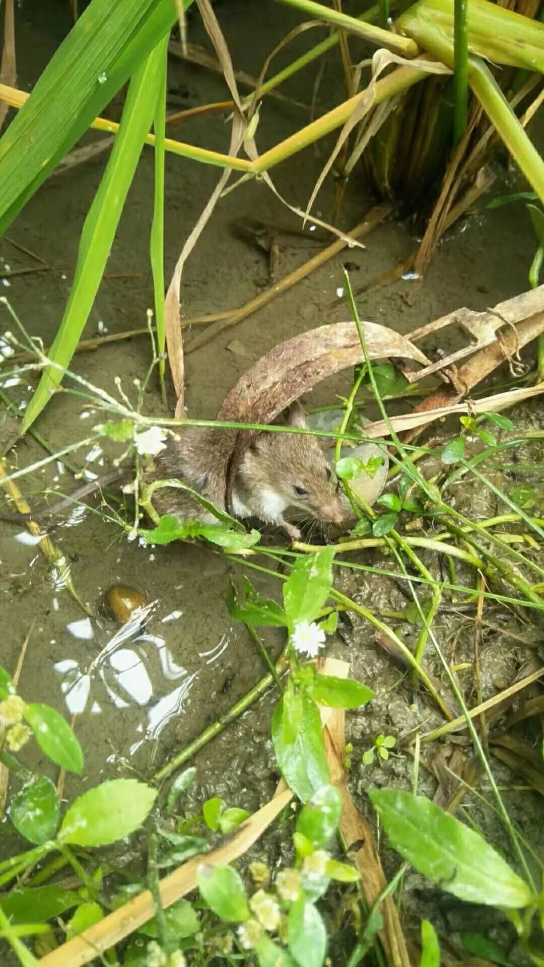 稻谷快丰收,德庆这里却鼠患猖獗,有村民近大半稻谷被咬_老鼠