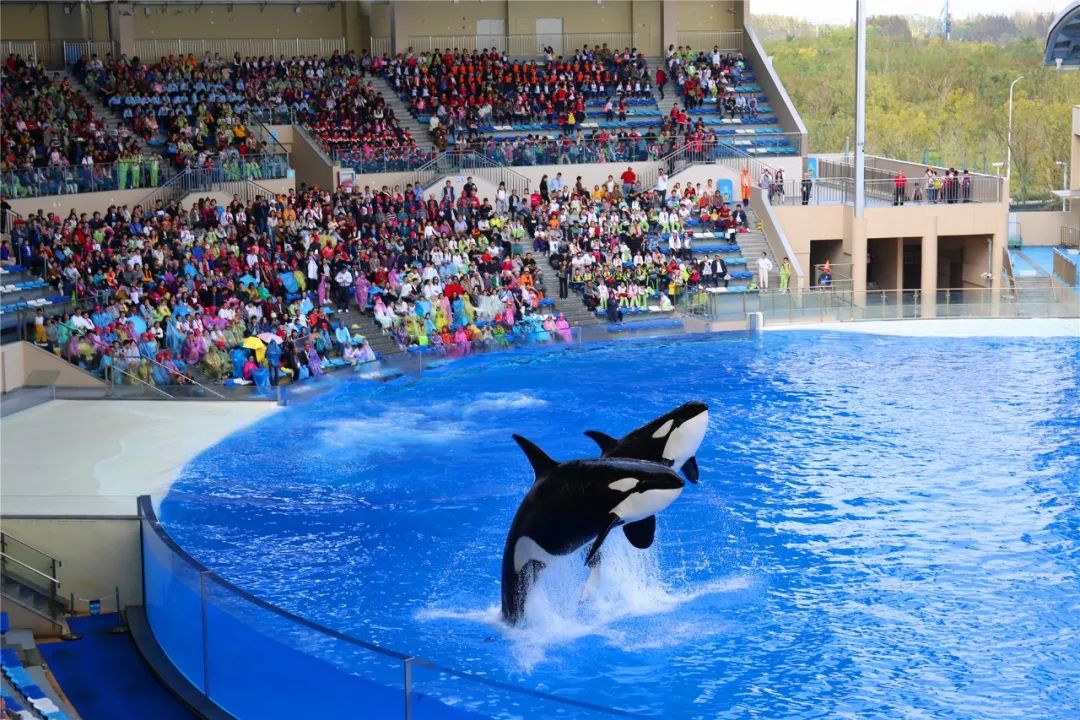 欢声笑语中的童趣乐园除了观赏海洋生物,园区内还有许多游乐设施,这里