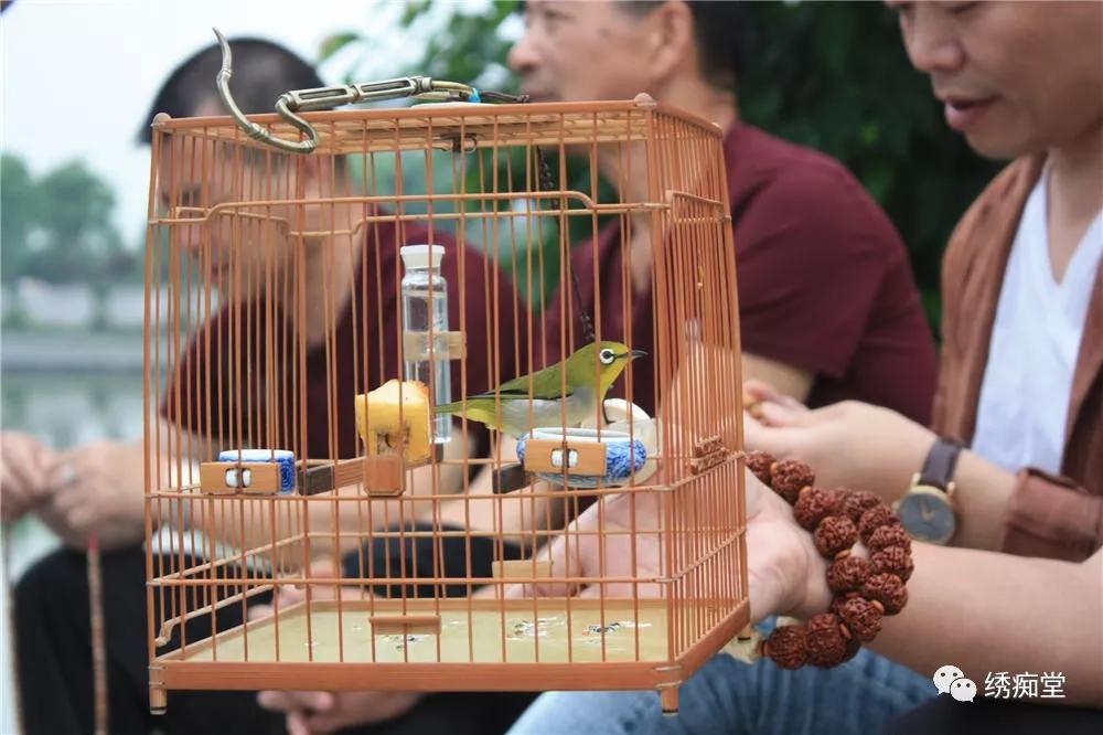 回顾欣赏2016温州绣眼鸟鸣唱大赛