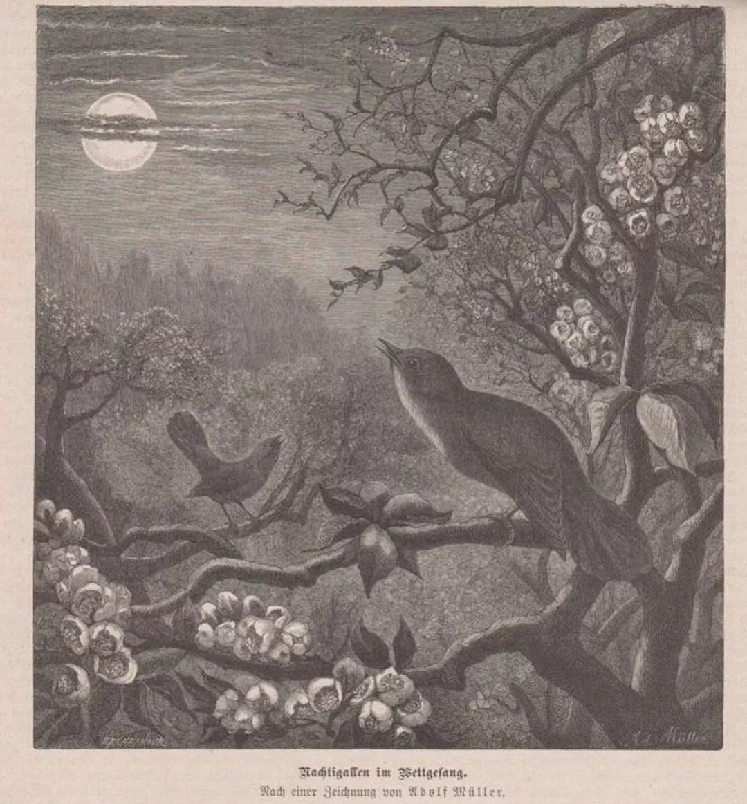 金秋诗会我和我的祖国夜莺呦呦入梦来罗泽奥斯兰德的祖国母亲