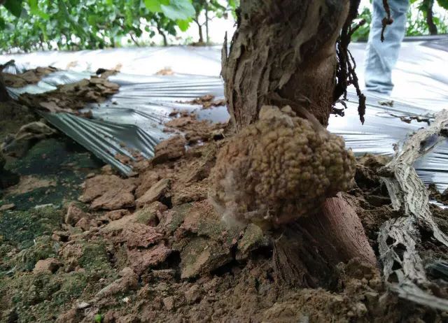 葡萄上长肿瘤是什么情况?当心,这是根癌病!