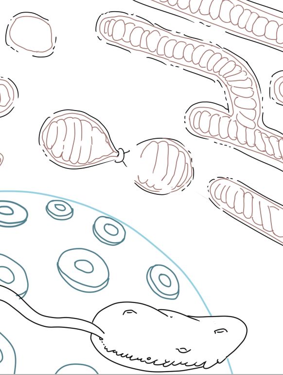 科研绘图:细菌和线粒体—3