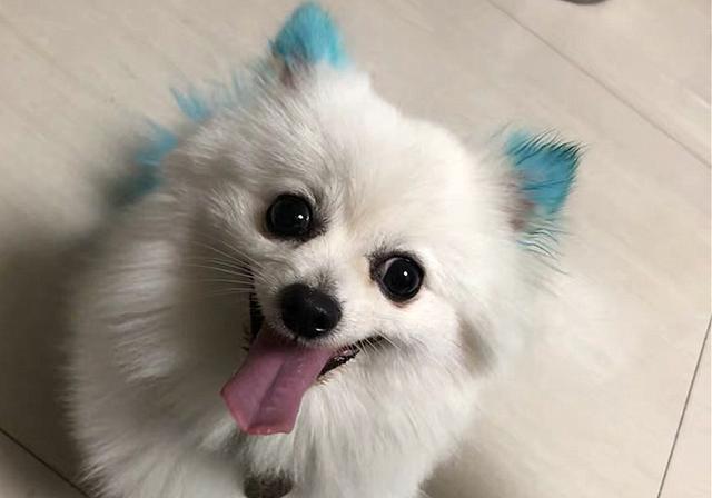 给狗狗用植物染发剂没伤害谣言小心癌症找上门