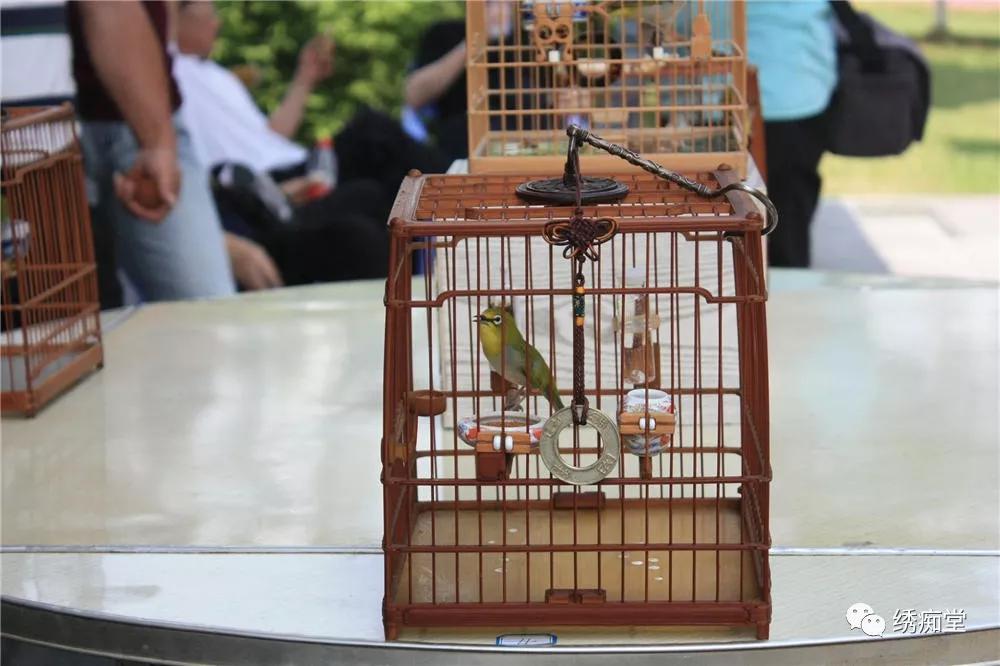 回顾欣赏2016温州绣眼鸟鸣唱大赛