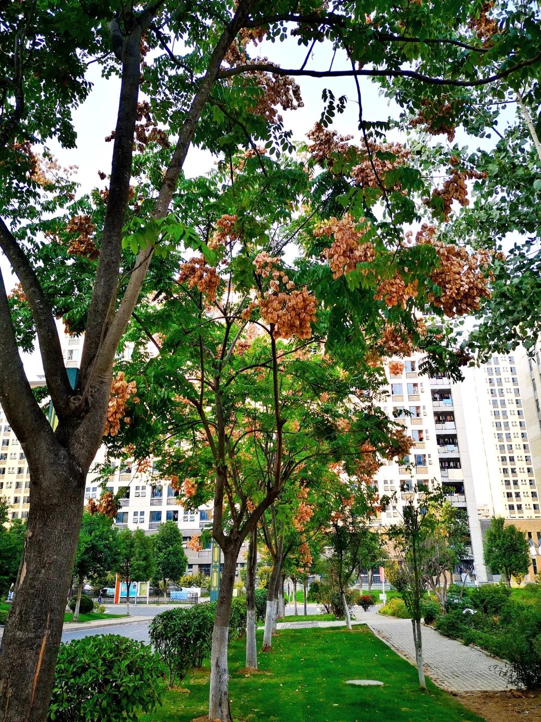栾树:一年四季,与你同在。_人间